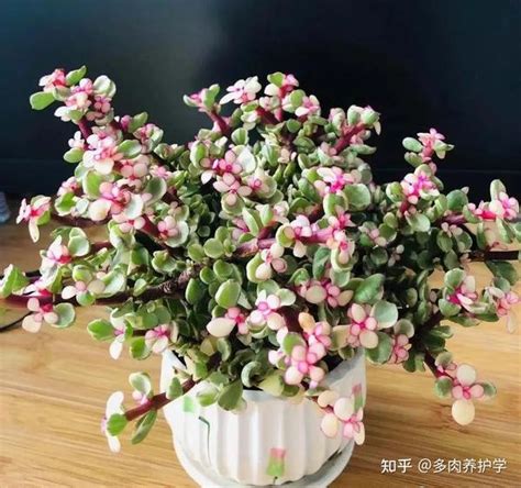 金枝玉叶植物|金枝玉叶花怎么养才能养好？